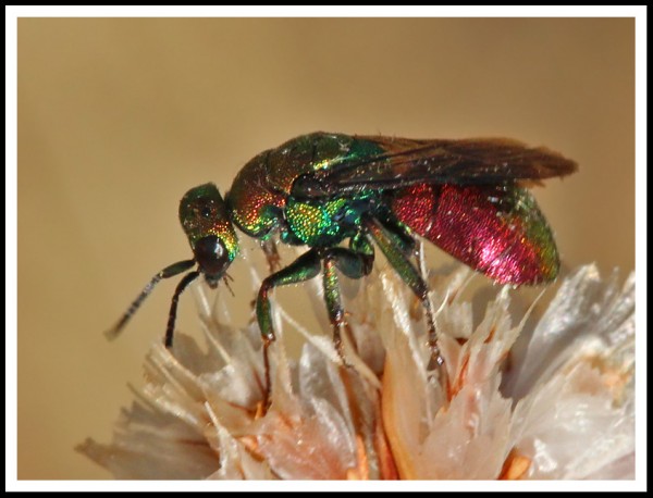 Hedychrum rutilans_01.jpg