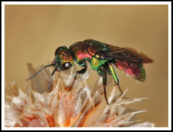 Hedychrum rutilans_02.jpg