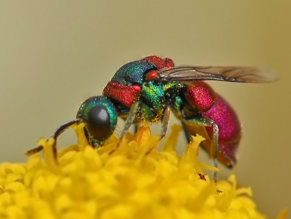 Pseudospinolia_uniformis_01_BV.jpg