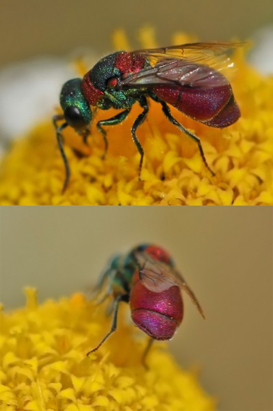 Pseudospinolia_uniformis_BV.jpg