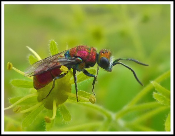 Chrysura_purpureifrons_male_02.jpg