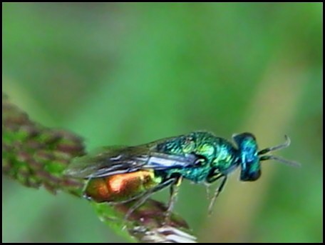 chrysid25-6-09.jpg