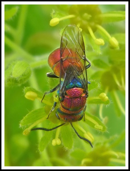 Chrysura_purpureifrons_male_01.jpg