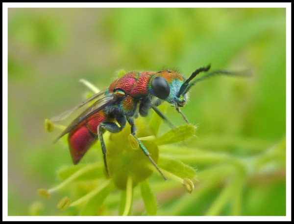 Chrysura_purpureifrons_male_04.jpg