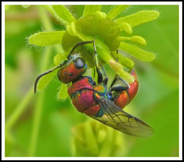 Chrysura_purpureifrons_male_03.jpg