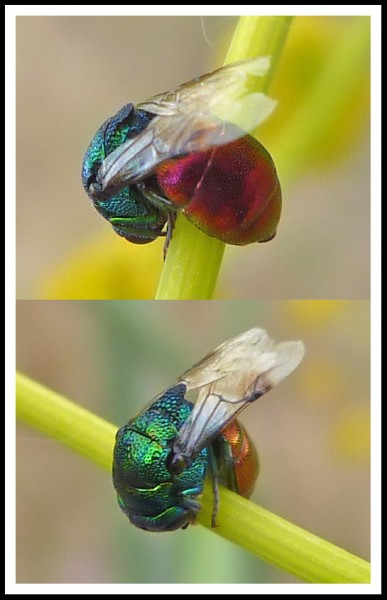 Elampus_spina_02.jpg