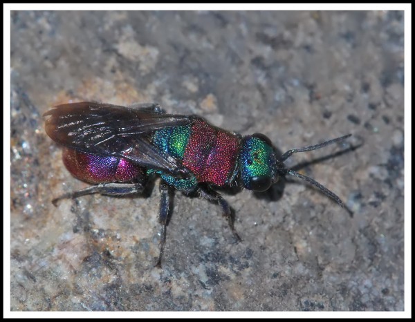 Chrysididae_Cotos.jpg