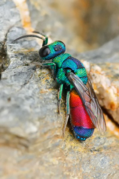 CHRYSIDOIDEA - Chrysis del grupo splendidula MAITENA1.jpg