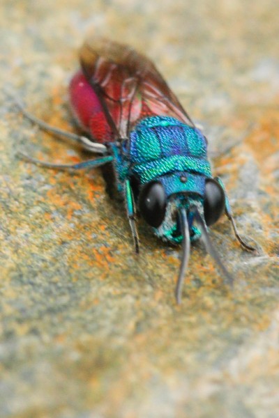 CHRYSIDOIDEA - Chrysis del grupo splendidula MAITENA2.jpg