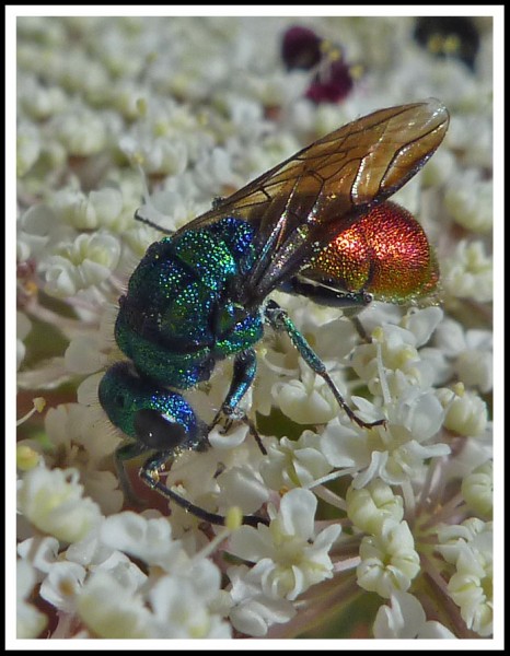 Chrysura_sp_Tarna_01.jpg