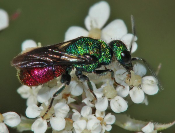 Chrysididae_02_BV.jpg