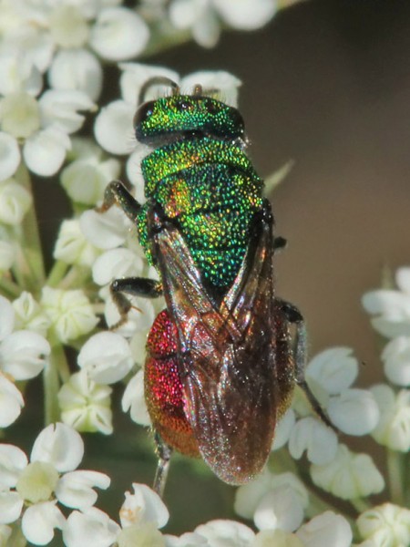 Chrysididae_03_BV.jpg