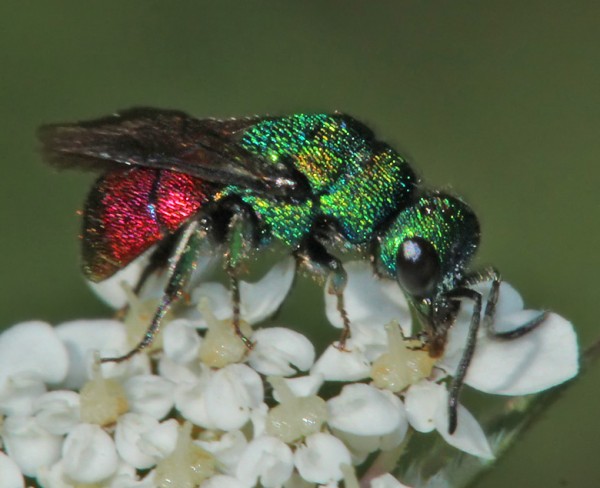 Chrysididae_01_BV.jpg