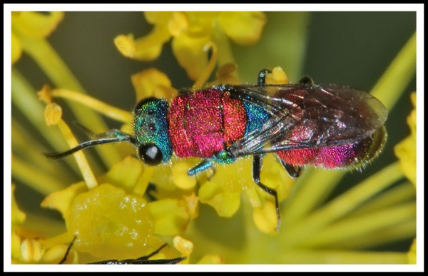 Chrysididae_MF_01.jpg