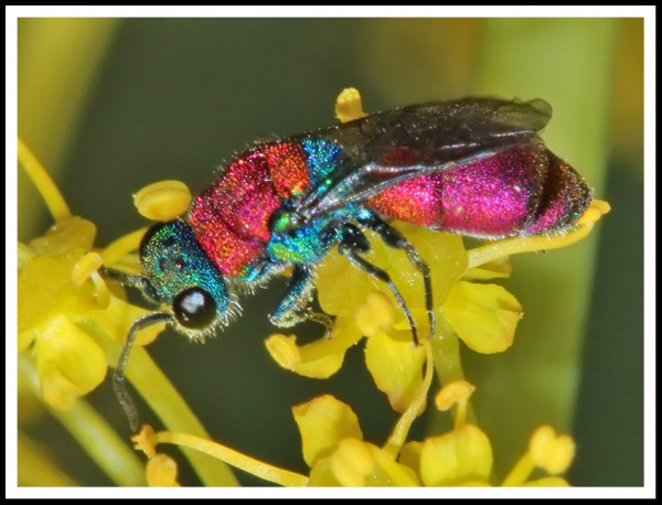 Chrysididae_MF_02.jpg