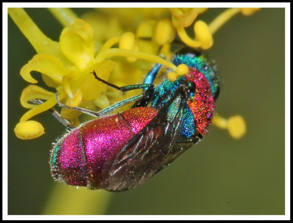 Chrysididae_MF_03.jpg