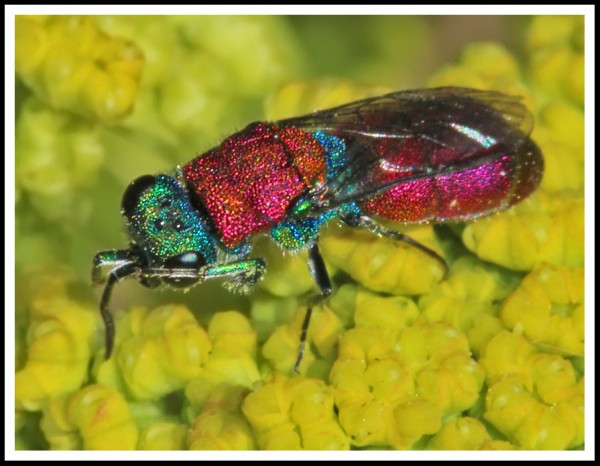 Chrysididae_MF_04.jpg