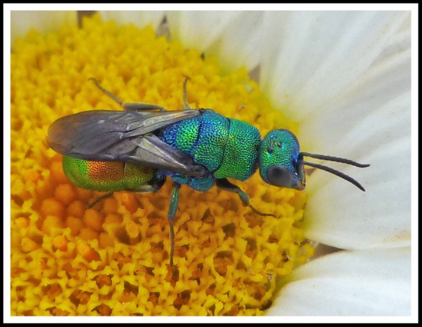 Hedychrysum_01.jpg
