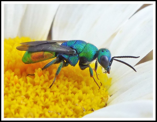 Hedychrysum_02.jpg