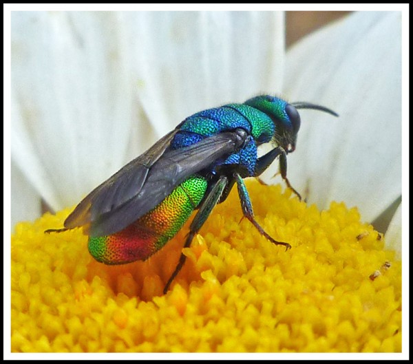 Hedychrysum_03.jpg