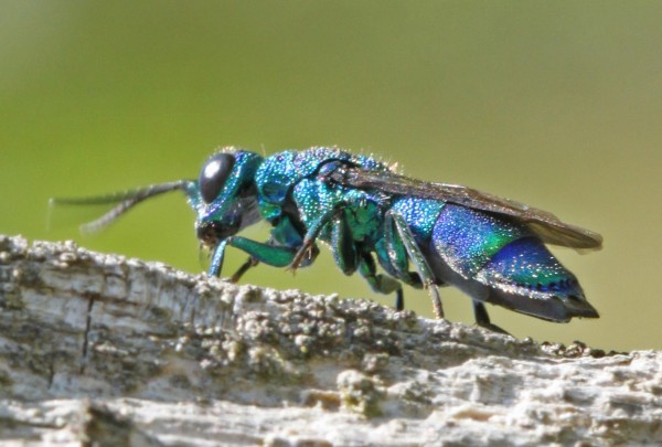 Chrysidiae1.jpg