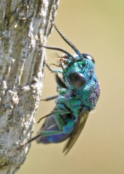 Chrysididae2.jpg