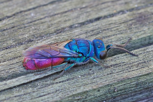 Chrysis ignita complex Eduardo.jpg