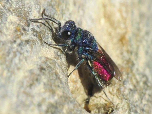 Chrysidae_Guajaras.jpg