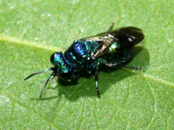 violaceus160514.jpg