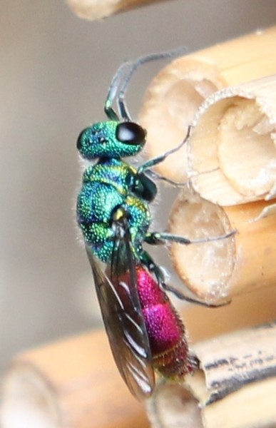 Chrysis_sp. [Belg-Dixmude] (1).JPG