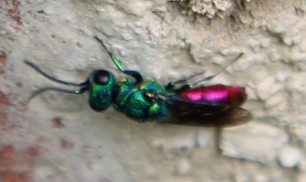 Chrysis_sp. [Belg-Dixmude] (2).JPG