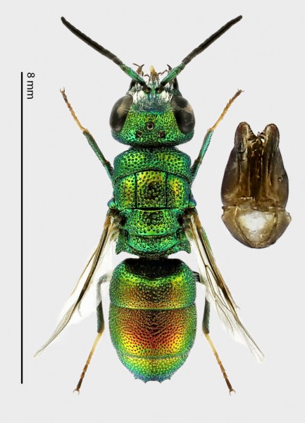 Chrysis 1.jpg