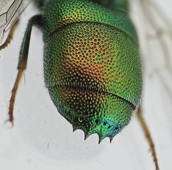 Chrysis 2 spine.jpg
