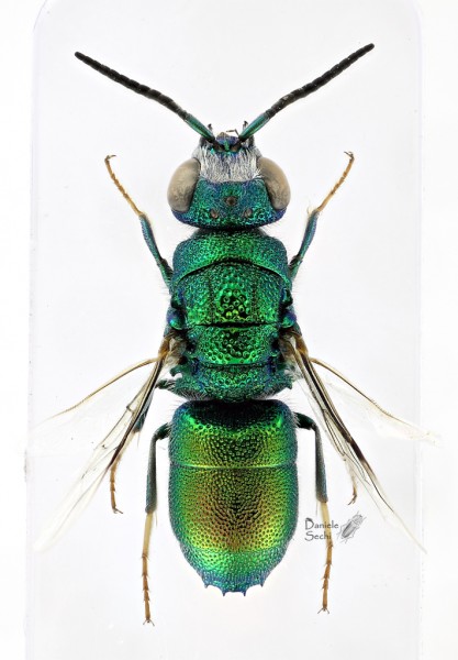 Chrysis 3 m.jpg