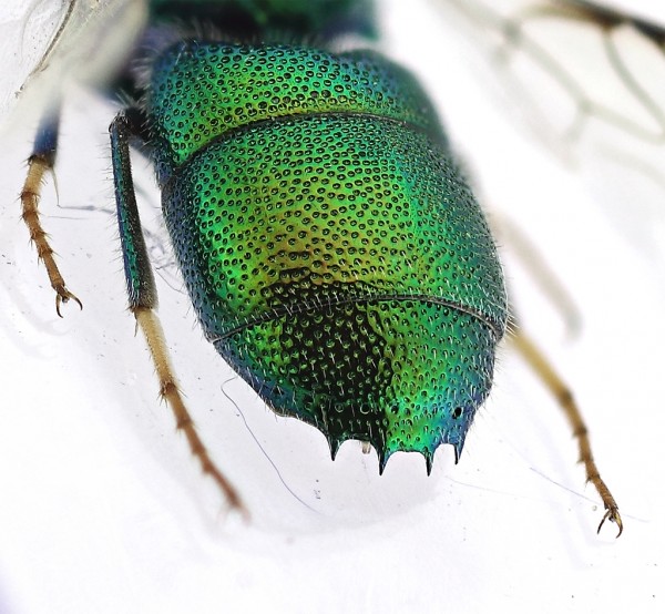 Chrysis 3 spine.jpg