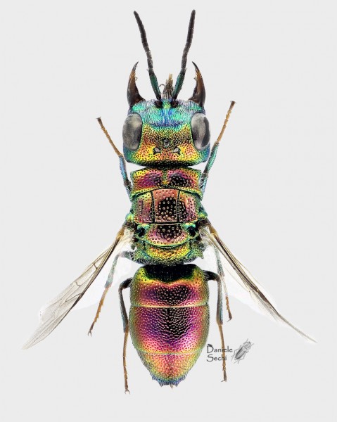 Chrysis 1 f.jpg