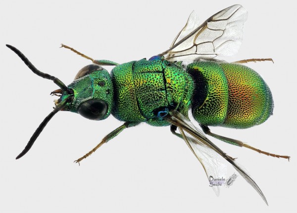 Chrysis%202%203_4.jpg