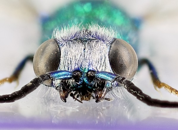 Chrysis sp. fr.jpg