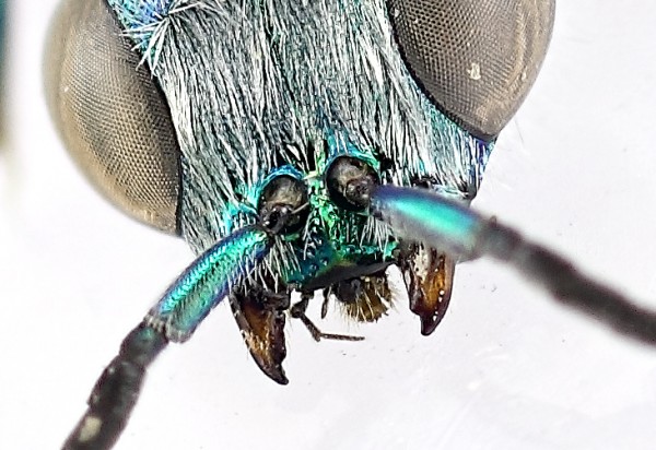 Chrysis clipeo.jpg