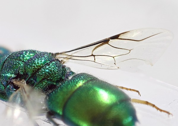 Chrysis ala1.jpg