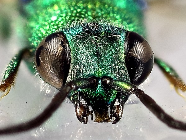 pallidicornis clipeo.jpg