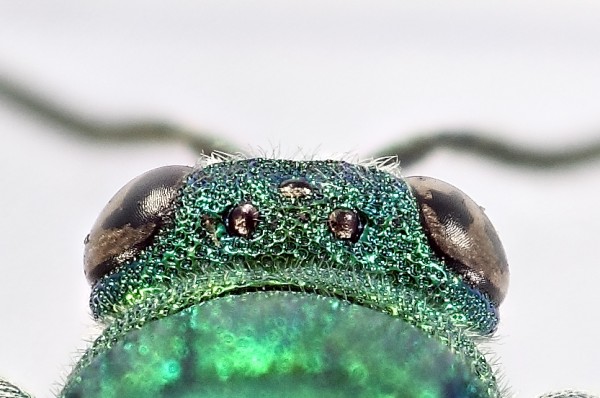 pallidicornis tempie.jpg