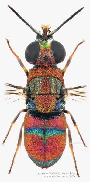Euchroeus limbatus dusmeti copy s.jpg