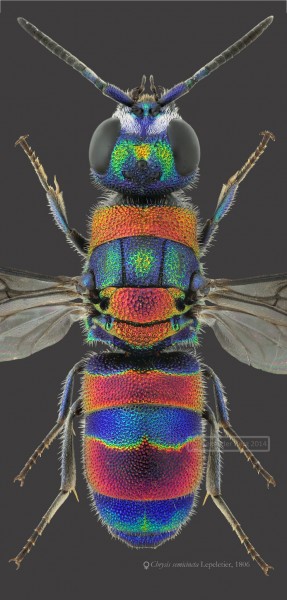 Chrysis semicincta copy s.jpg