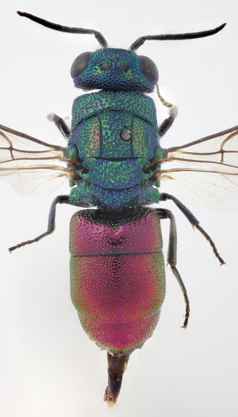 Chrysis_fasciatagroup_F_Greece_1_dorsal copy.jpg