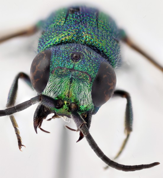 Chrysis_fasciatagroup_F_Greece_1_head copy.jpg
