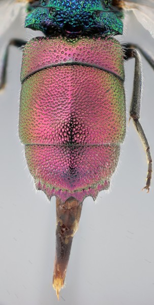 Chrysis_fasciatagroup_F_Greece_1_metasoma copy.jpg