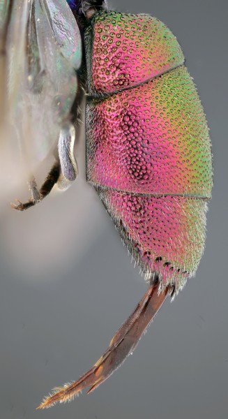 Chrysis_fasciatagroup_F_Greece_1_metasoma_lateral copy.jpg
