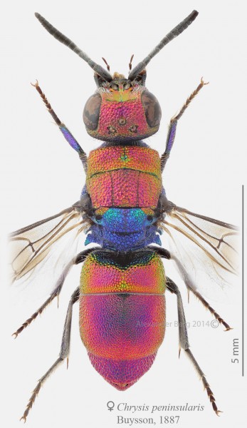 Chrysis peninsularis female dorsal small.jpg