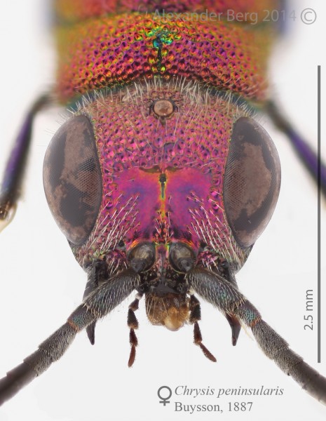 Chrysis peninsularis female head small.jpg